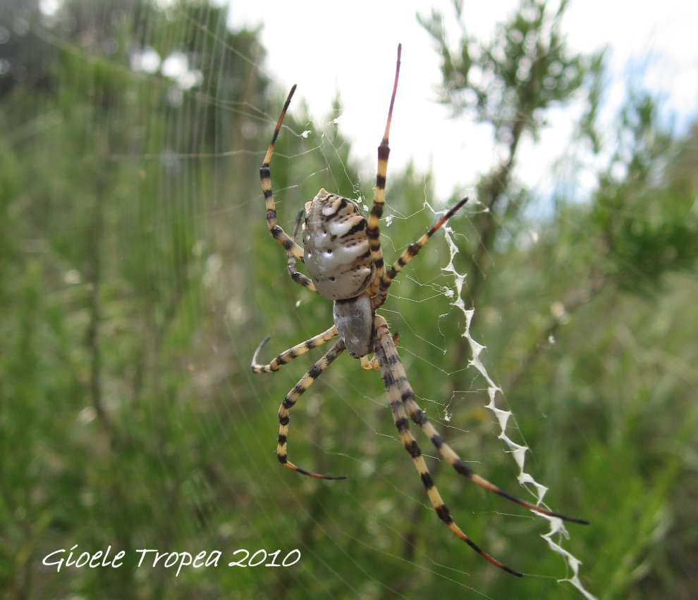 Argiope lobata